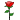 une rose pour toi